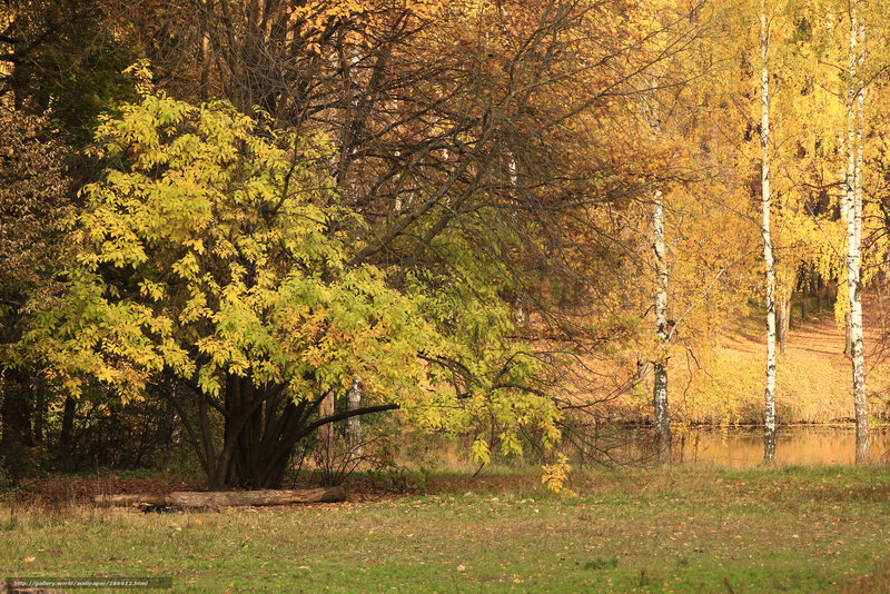 Autumn forest by the pond