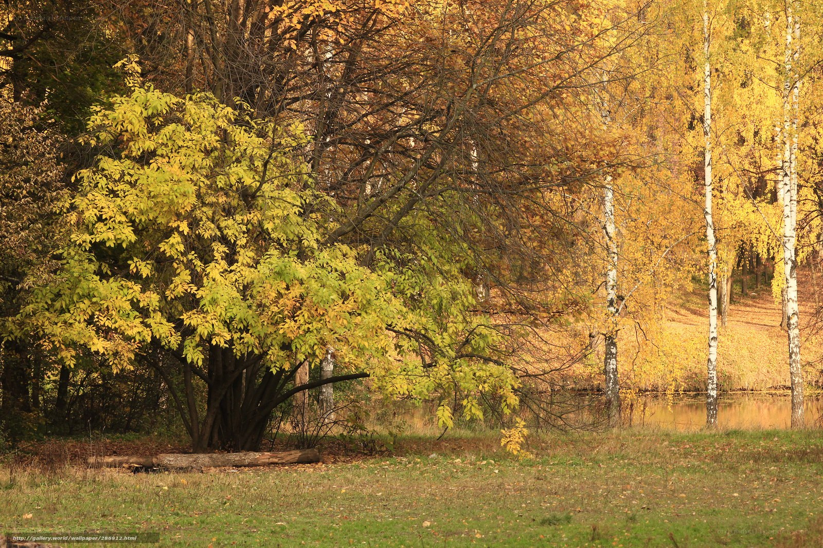 Autumn forest by the pond