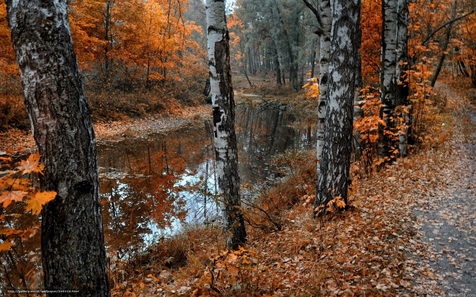 Autumn forest by the pond