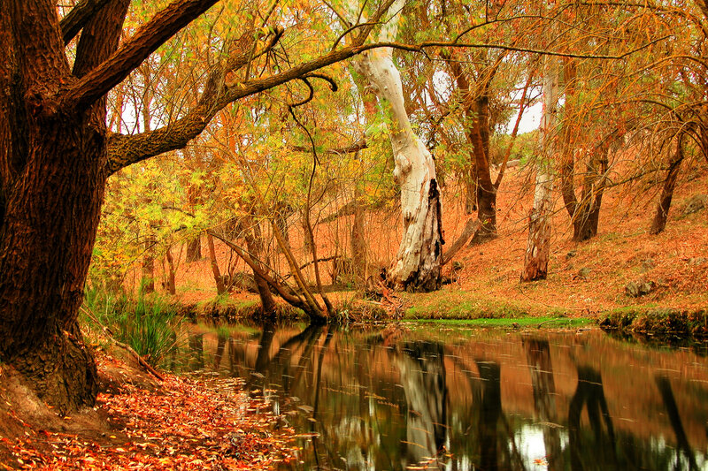 Autumn forest by the river