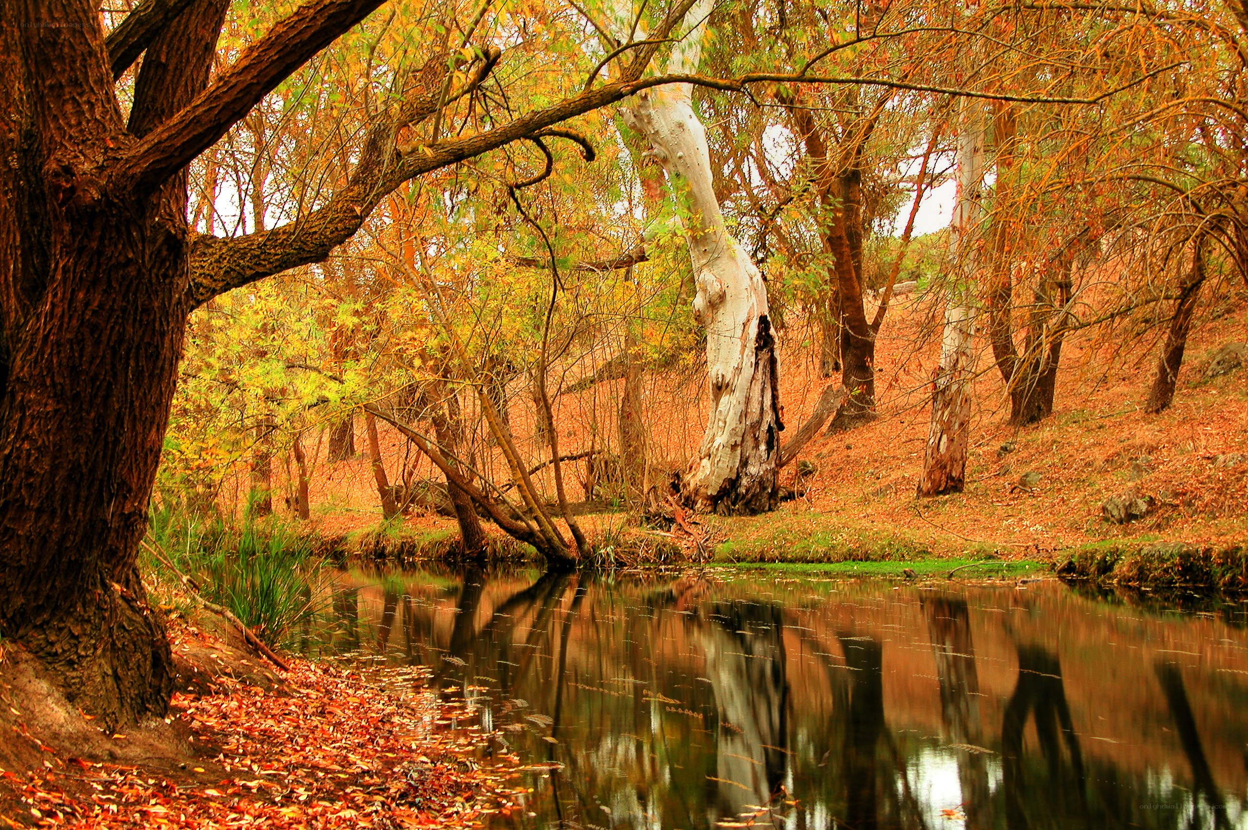 Autumn forest by the river