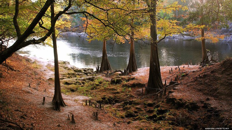 Autumn forest by the river