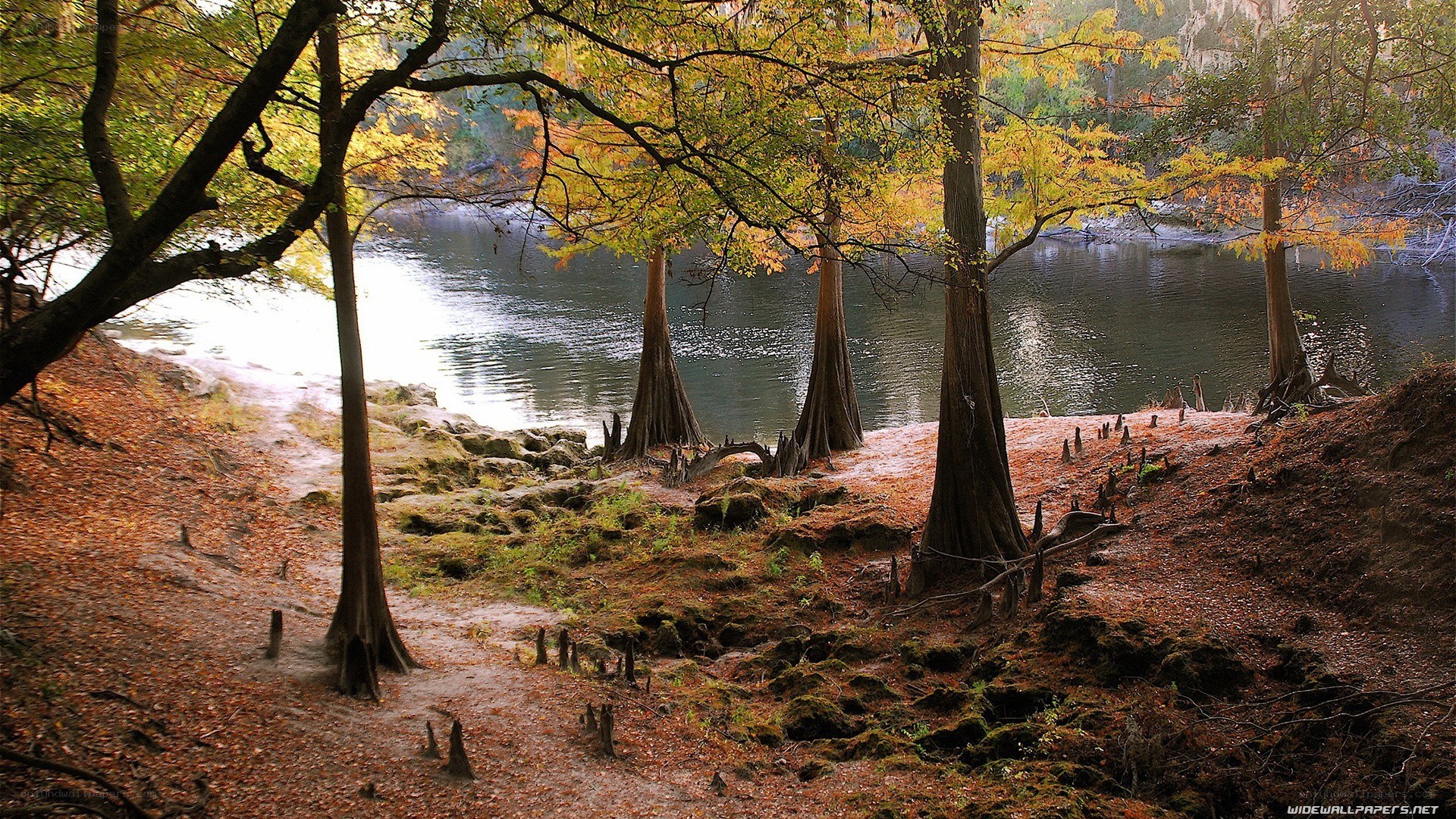 Autumn forest by the river