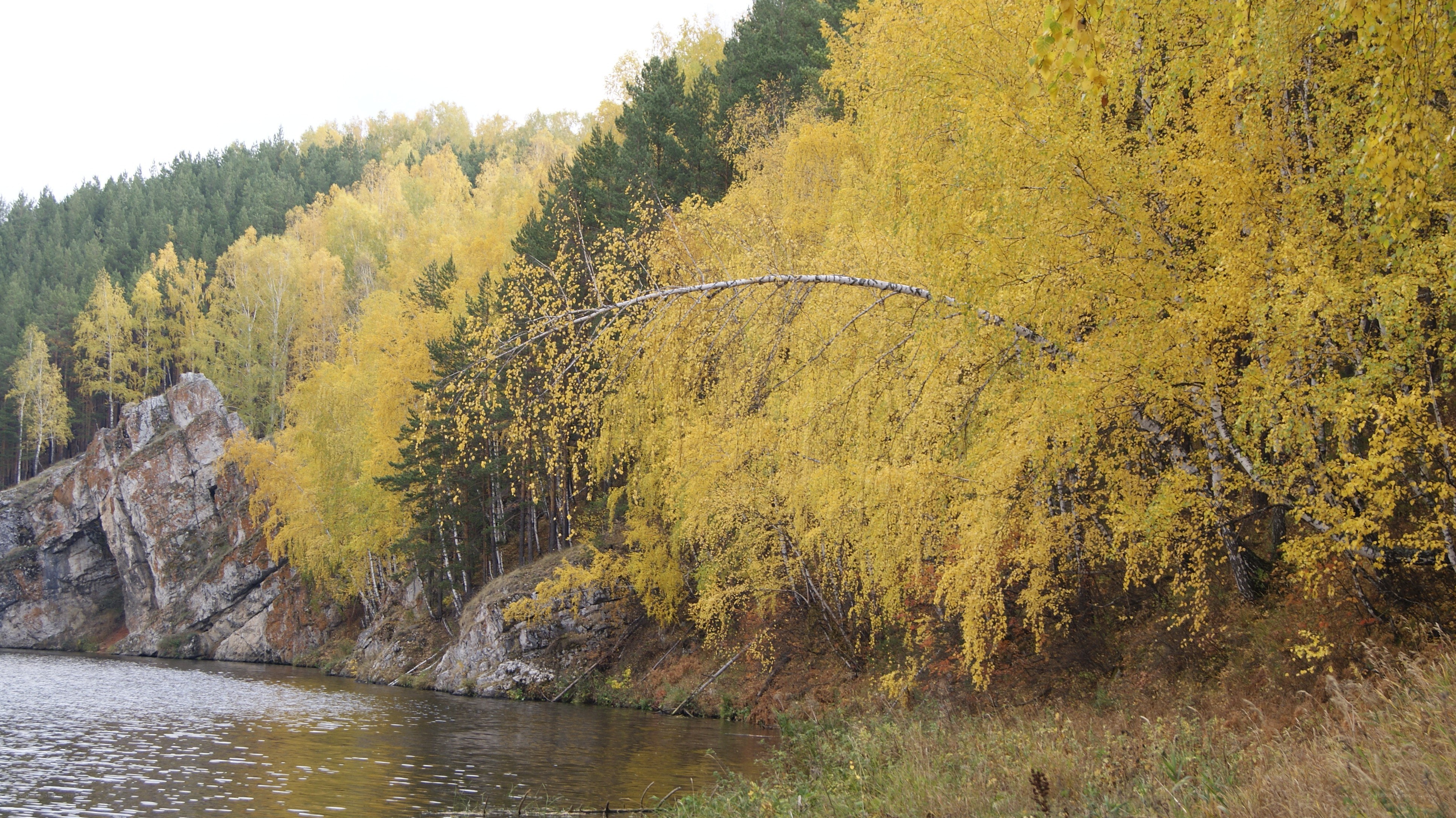 Autumn forest by the river