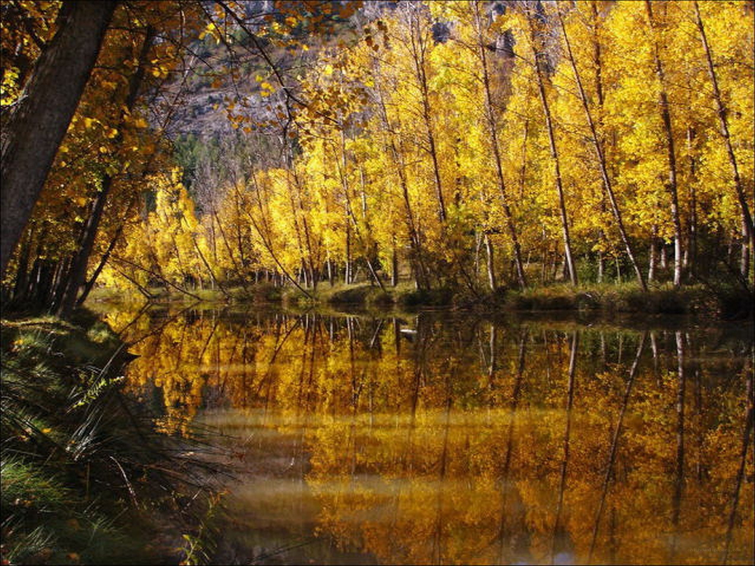 Autumn forest by the river