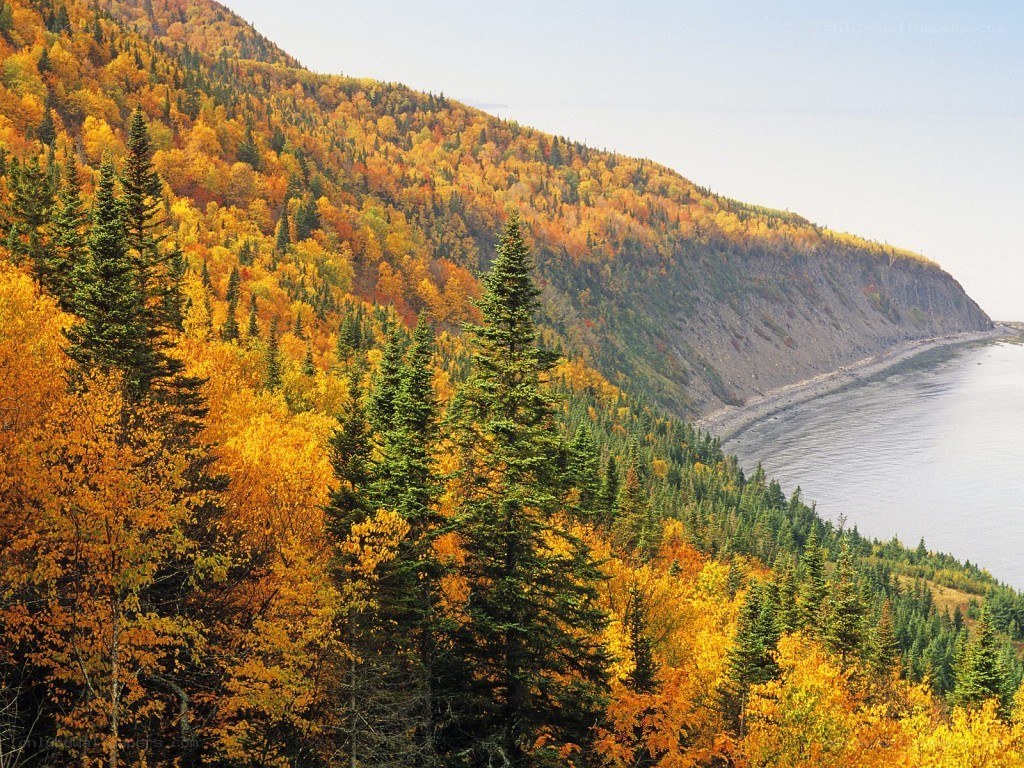 Autumn forest by the river