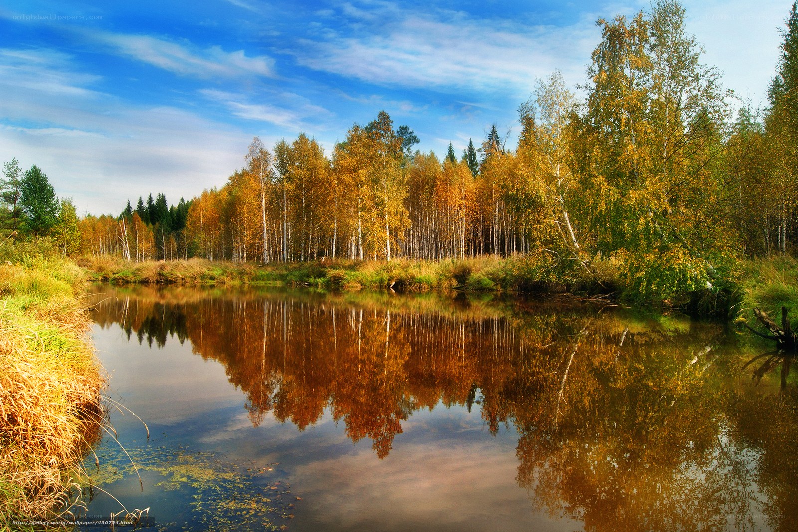Autumn forest by the river