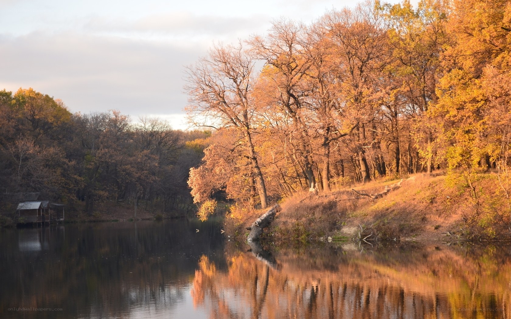 Autumn forest by the river