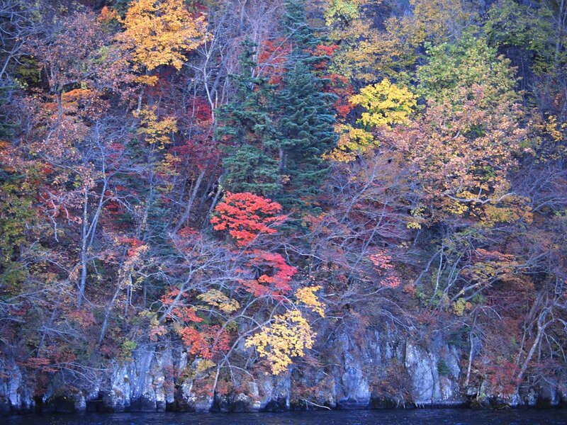 Autumn forest by the water