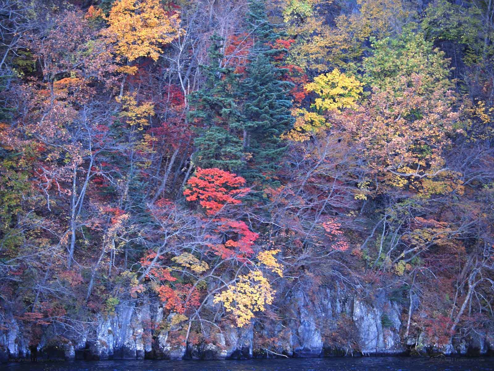 Autumn forest by the water