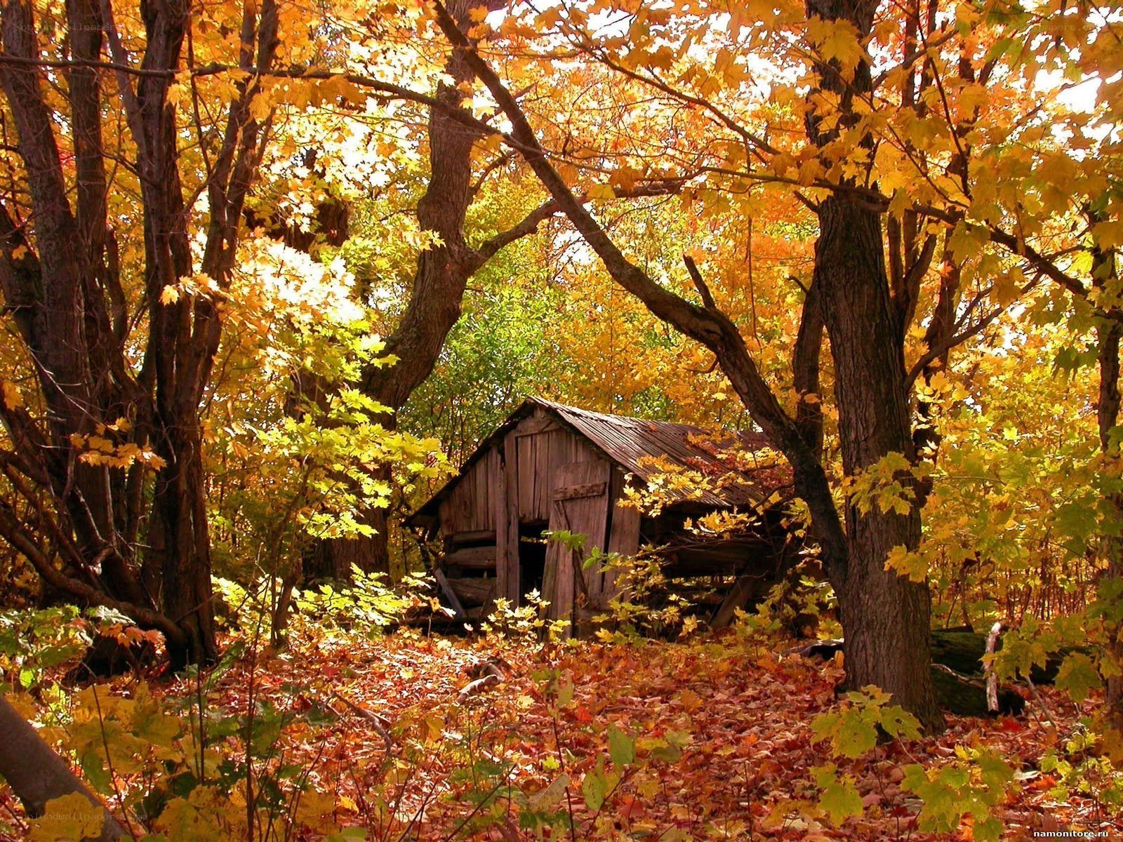 Autumn forest cabin