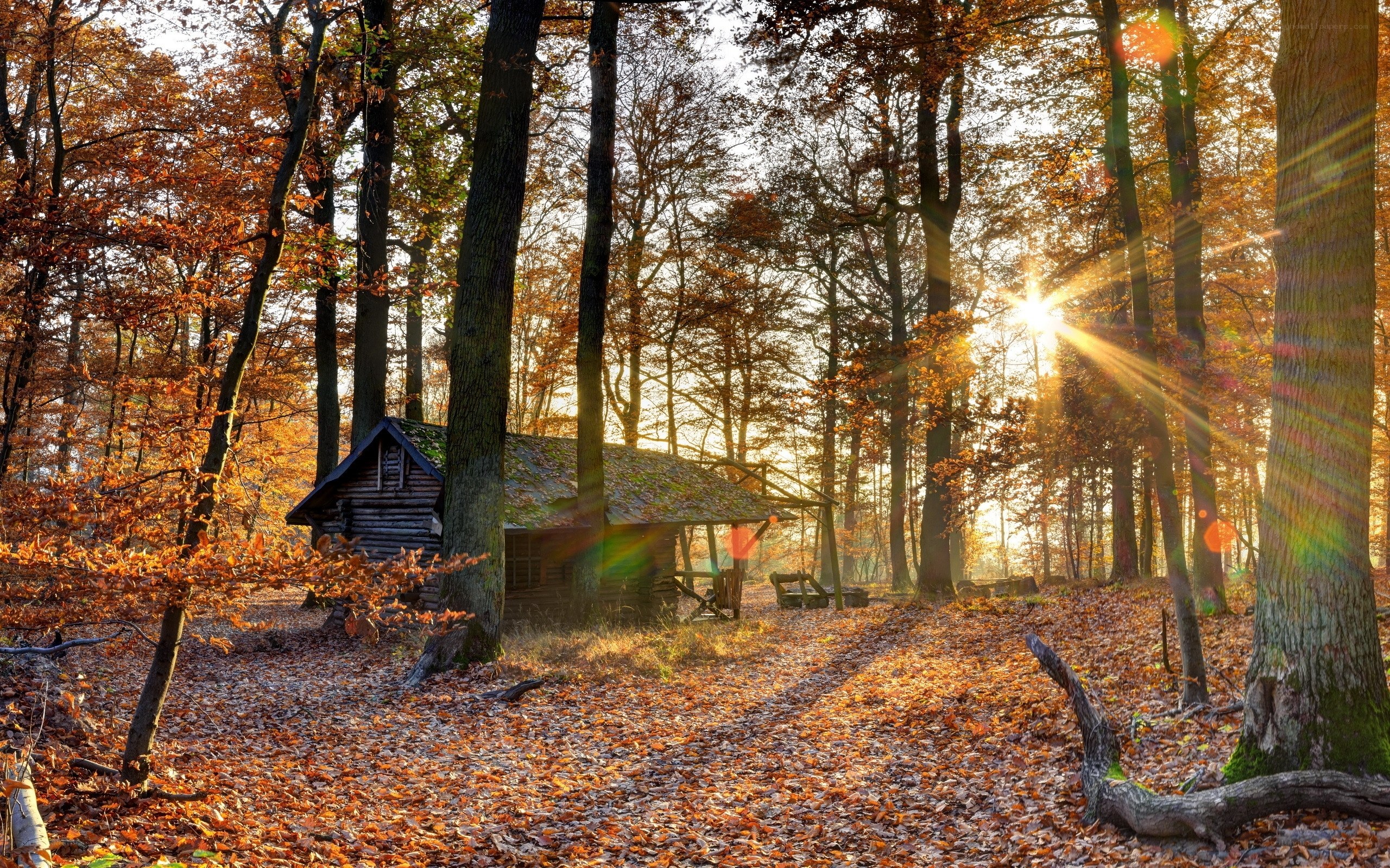 Autumn forest cabin at sunrise