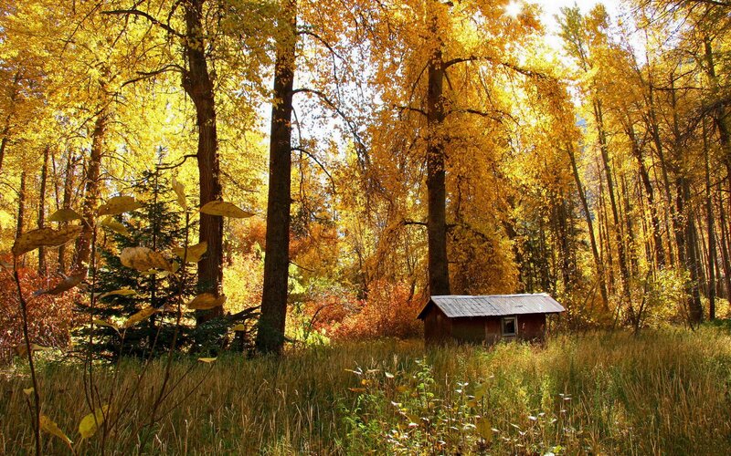 Autumn forest cabin
