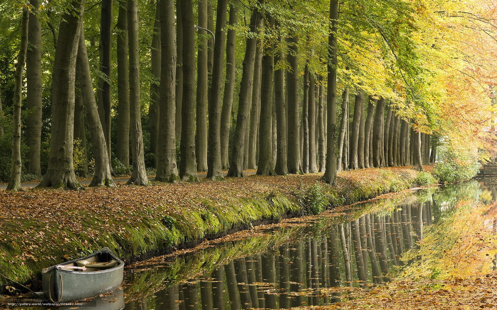 Autumn forest canal scene