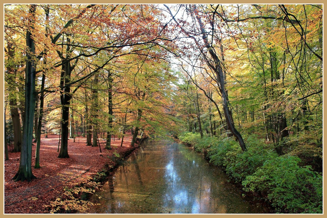 Autumn forest canal