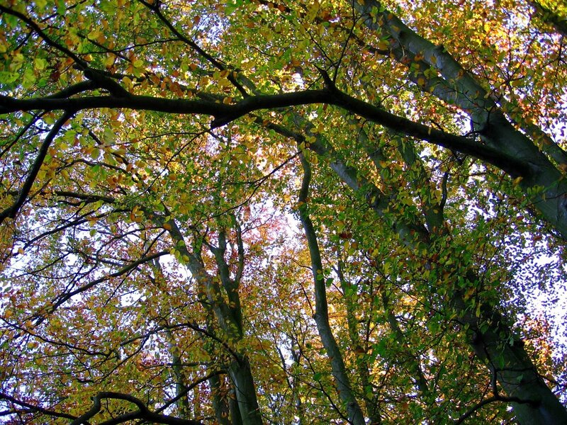 autumn forest canopy
