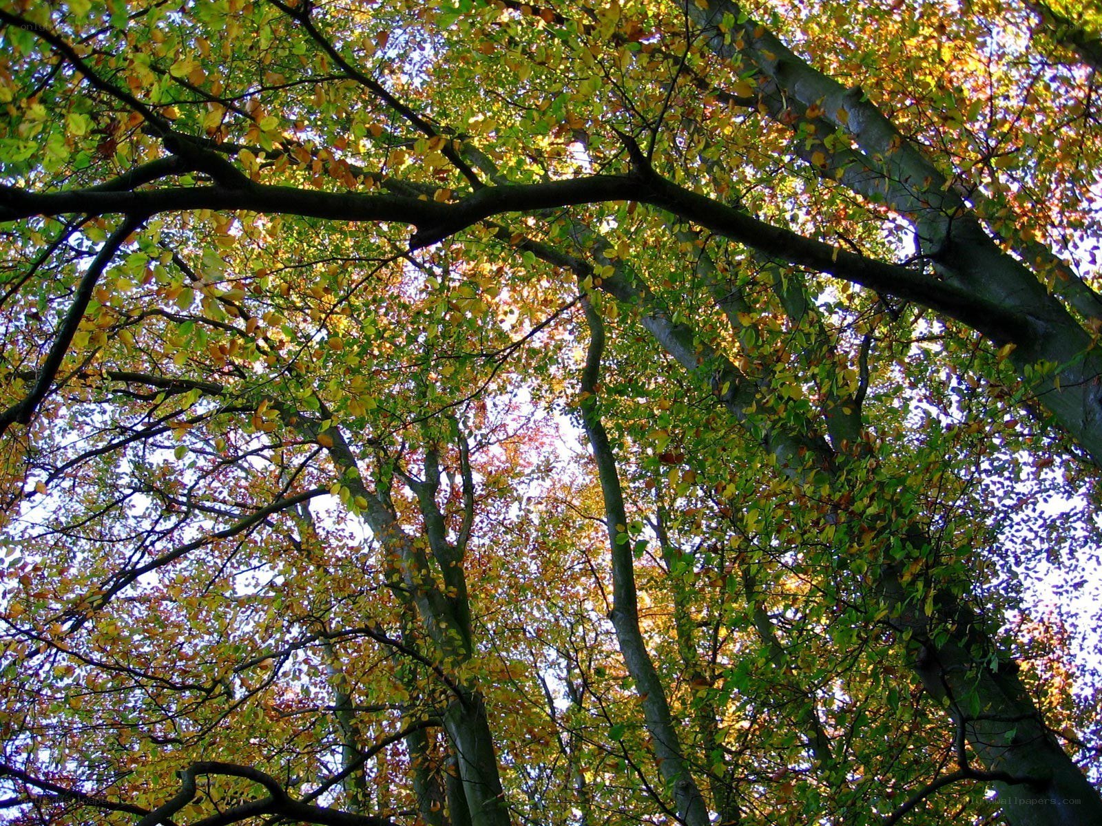 autumn forest canopy