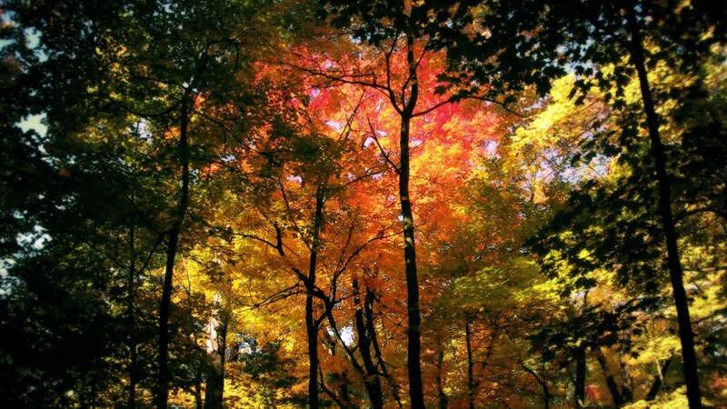 Autumn forest canopy