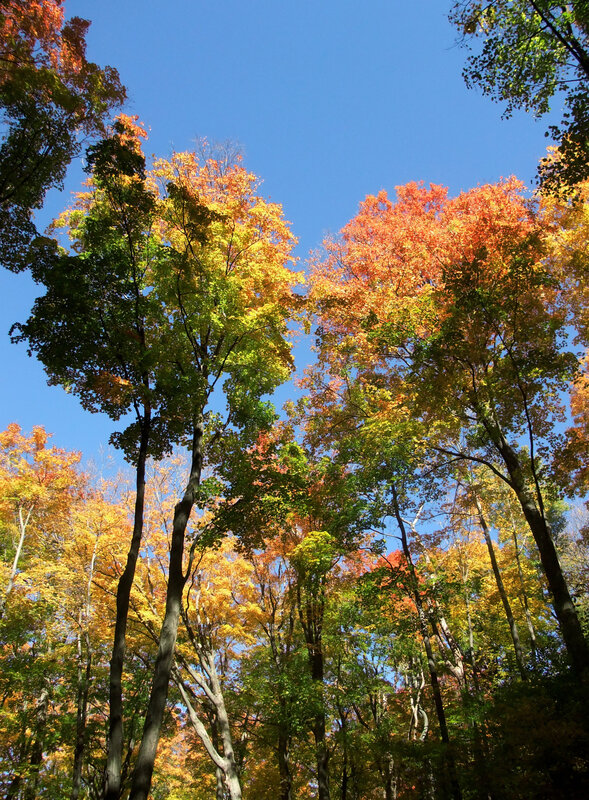 Autumn forest canopy