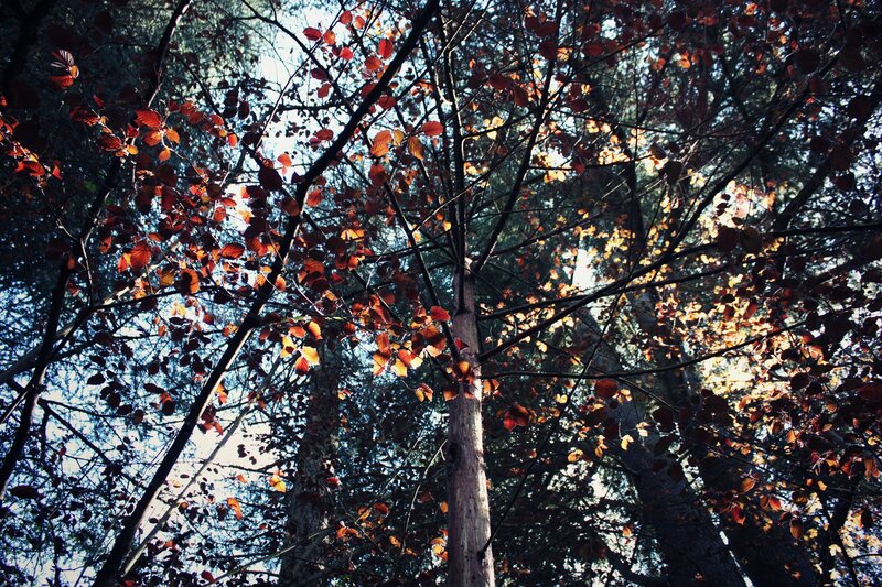 Autumn forest canopy