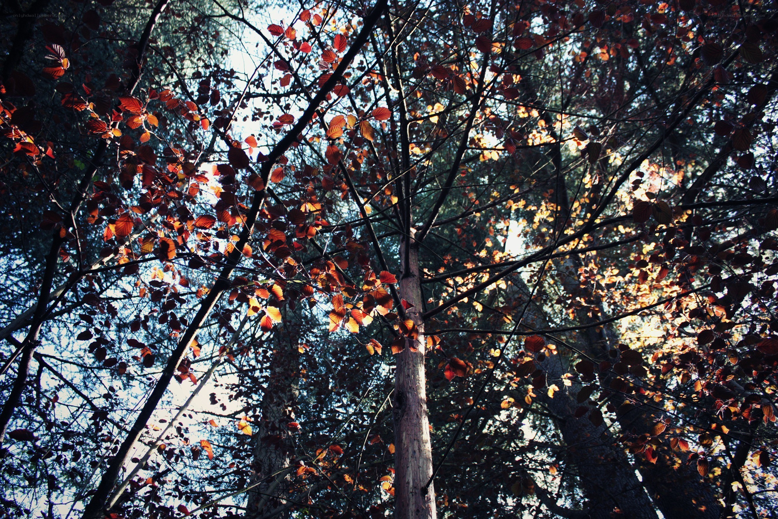 Autumn forest canopy