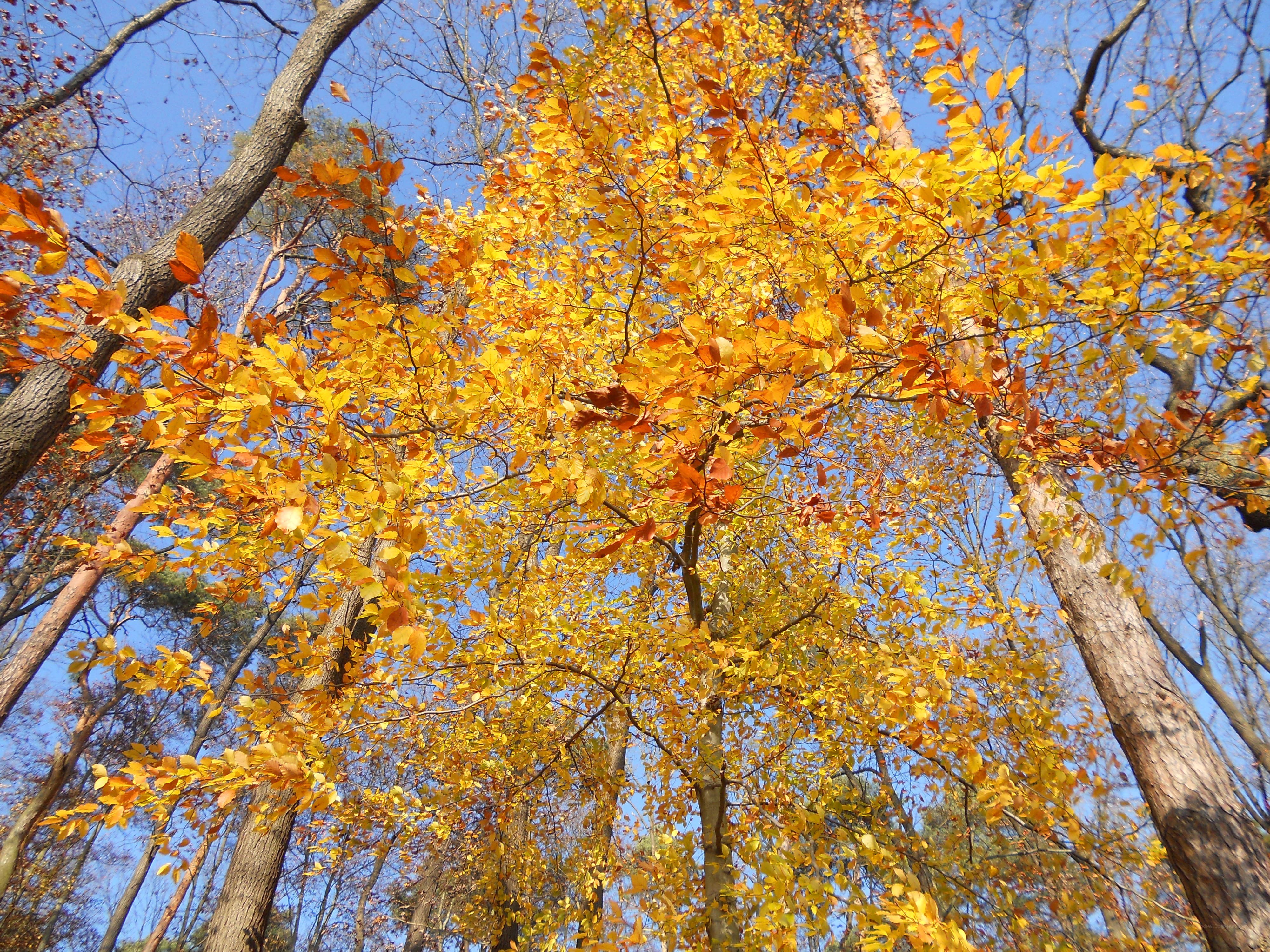 Autumn forest canopy