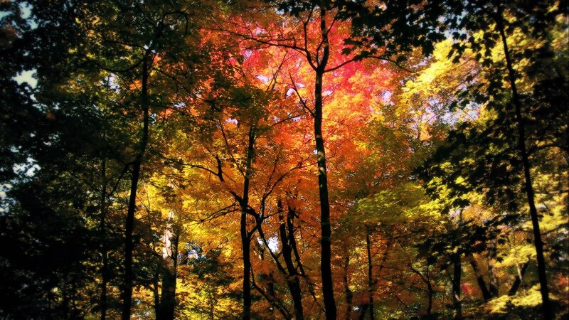 Autumn forest canopy