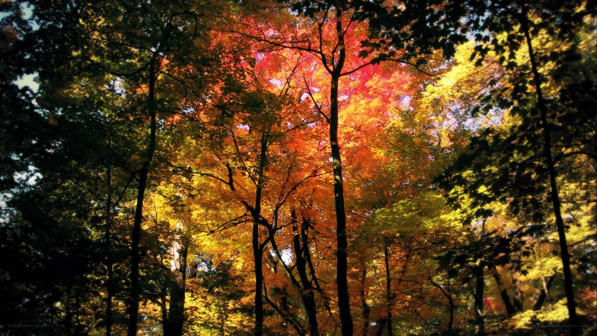 Autumn forest canopy