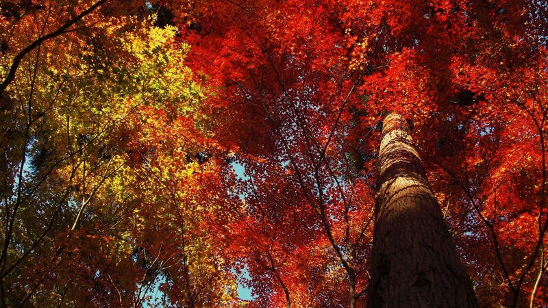 Autumn forest canopy