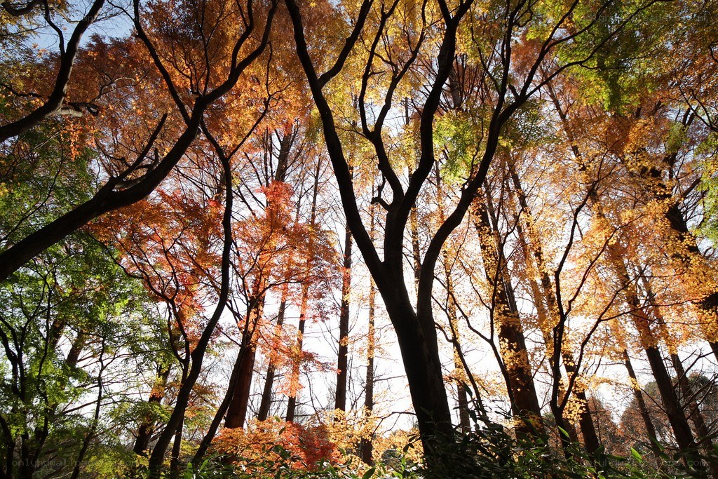 Autumn forest canopy