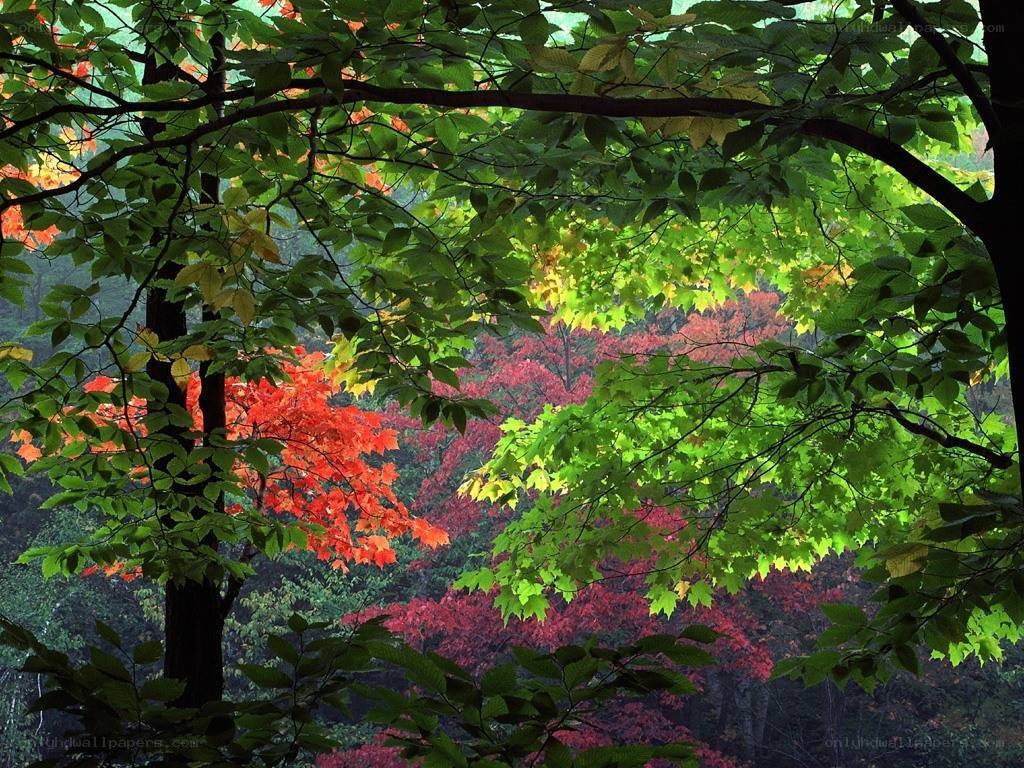 Autumn forest canopy