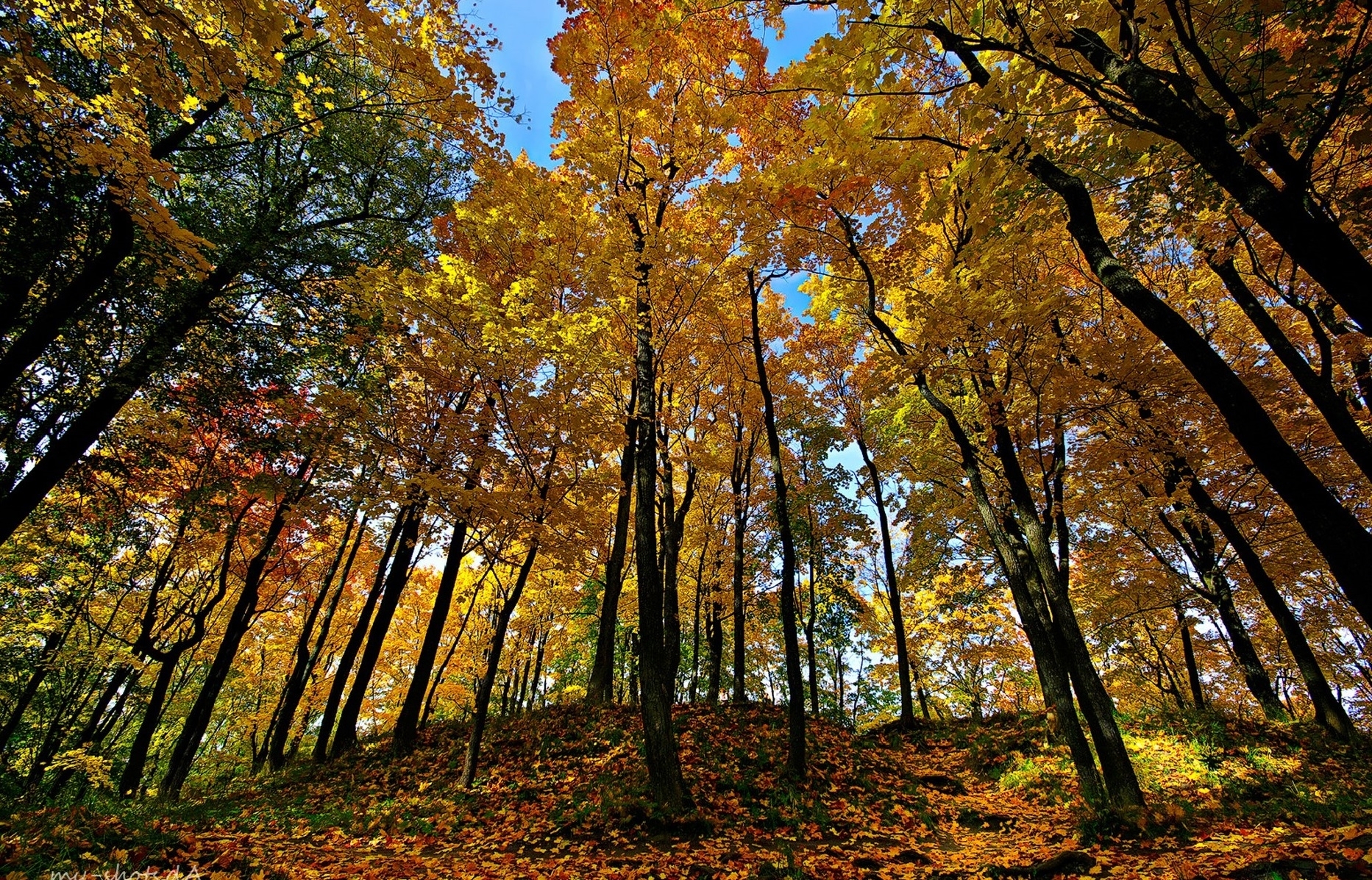 Autumn forest canopy