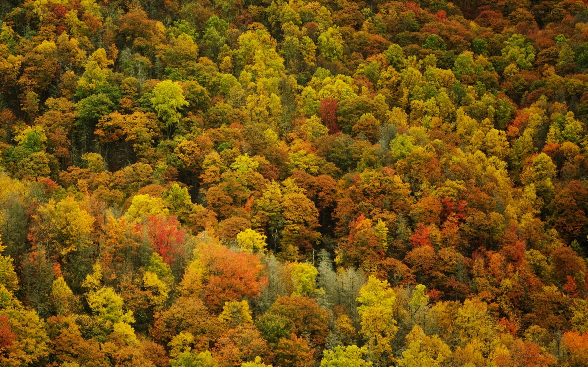 Autumn forest canopy