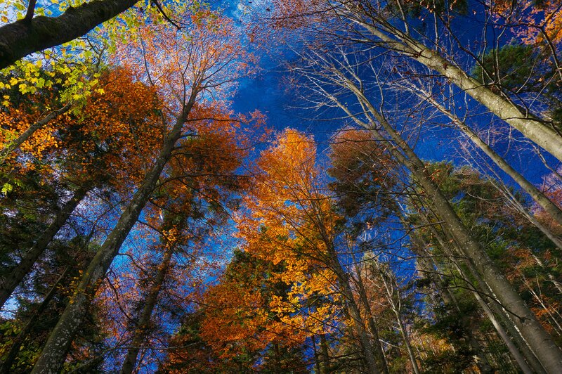 Autumn Forest Canopy — Blue