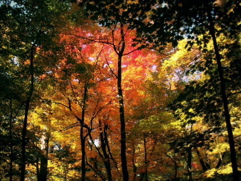 Autumn Forest Canopy — Dramatic
