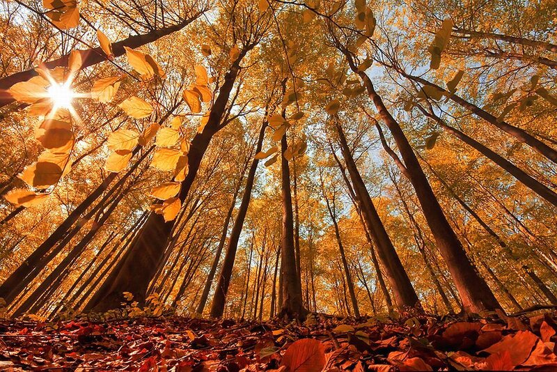 Autumn Forest Canopy — Gold
