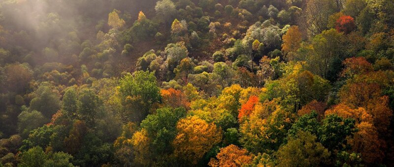 Autumn Forest Canopy — Green, Serene, Morning