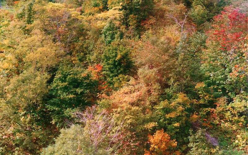 Autumn Forest Canopy — Green, Serene, Photograph
