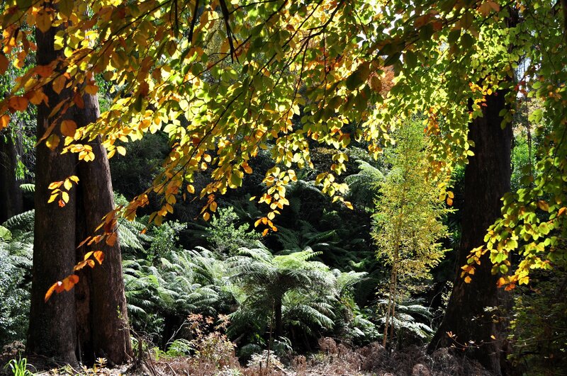Autumn Forest Canopy — Green, Serene, Photograph, Trees