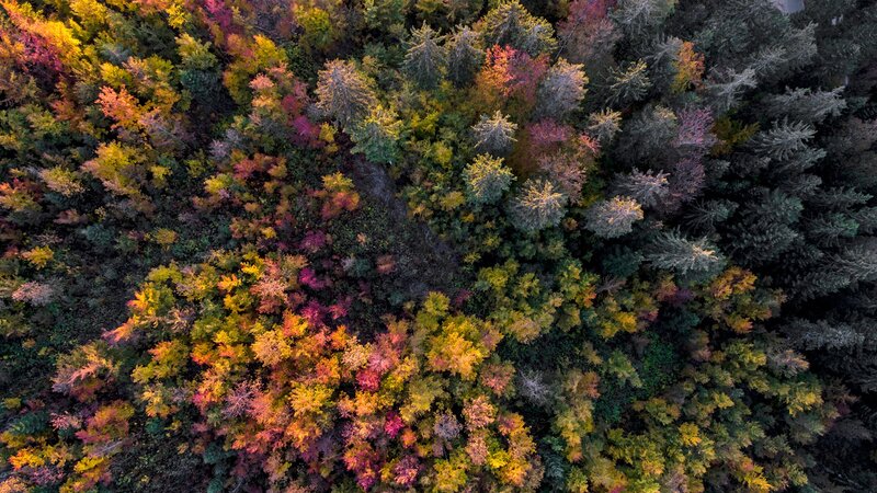 Autumn Forest Canopy — Green, Serene