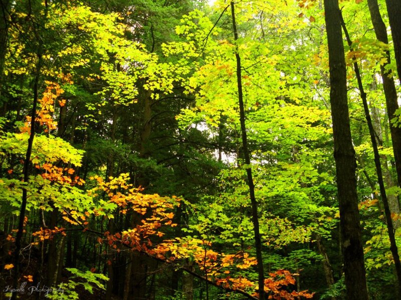 Autumn Forest Canopy — Green