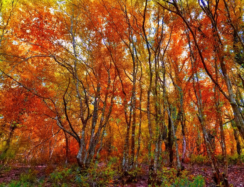 Autumn Forest Canopy — Orange, Serene, Photograph