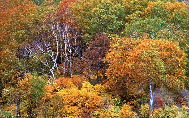 Autumn Forest Canopy — Orange, Serene, Photograph, Trees