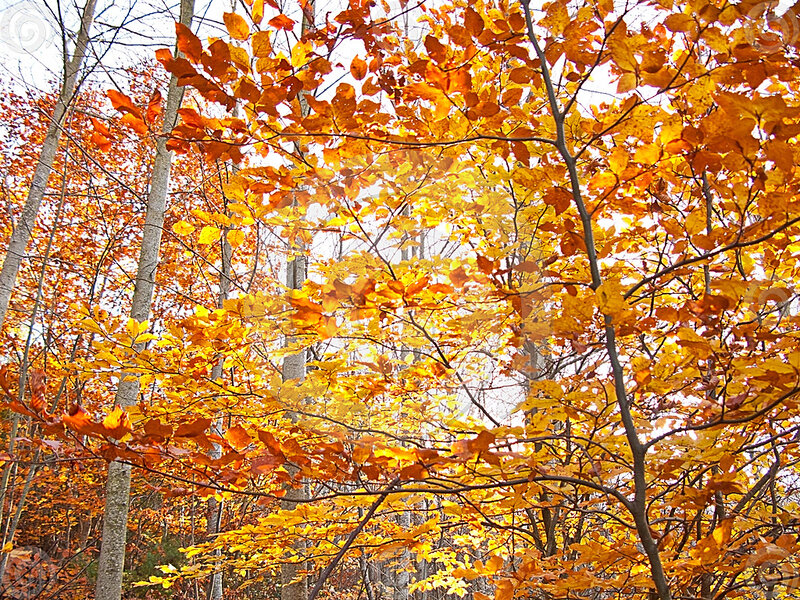 Autumn Forest Canopy — Orange, Serene