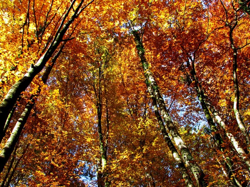Autumn Forest Canopy — Orange