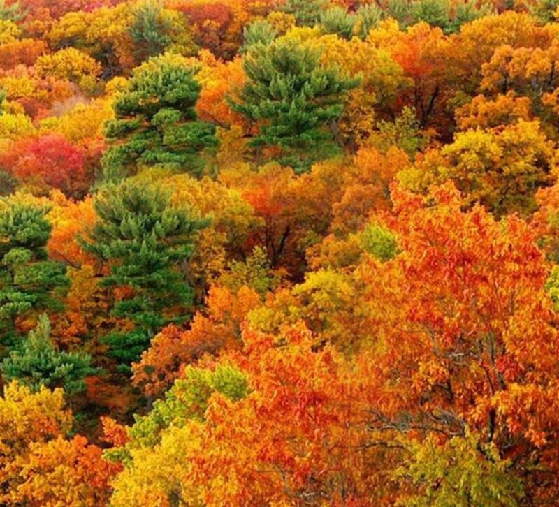 Autumn Forest Canopy — Orange, Vibrant, Photograph