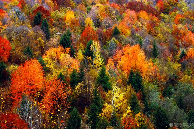 Autumn Forest Canopy — Orange, Vibrant