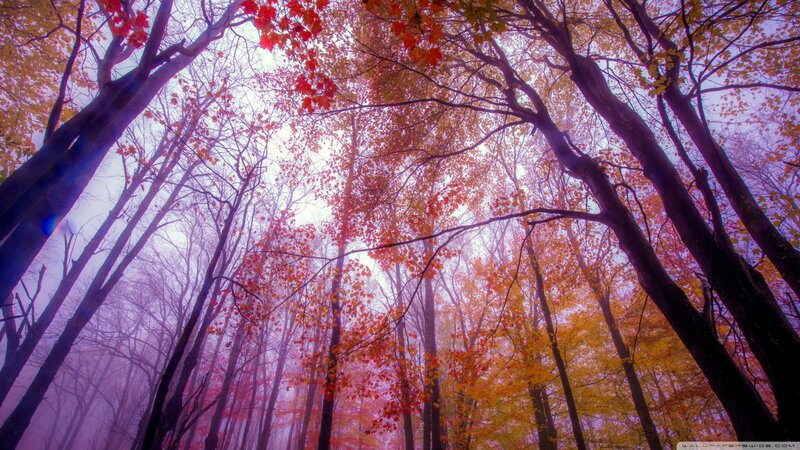 Autumn Forest Canopy — Purple