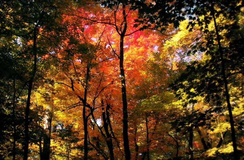 Autumn Forest Canopy — Red, Dramatic, Photograph