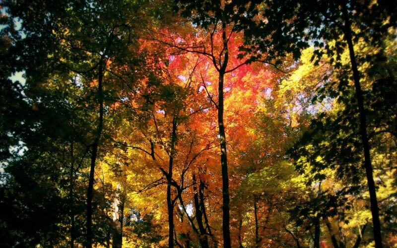 Autumn Forest Canopy — Red, Dramatic, Photograph, Trees, Sunlight, Leaves